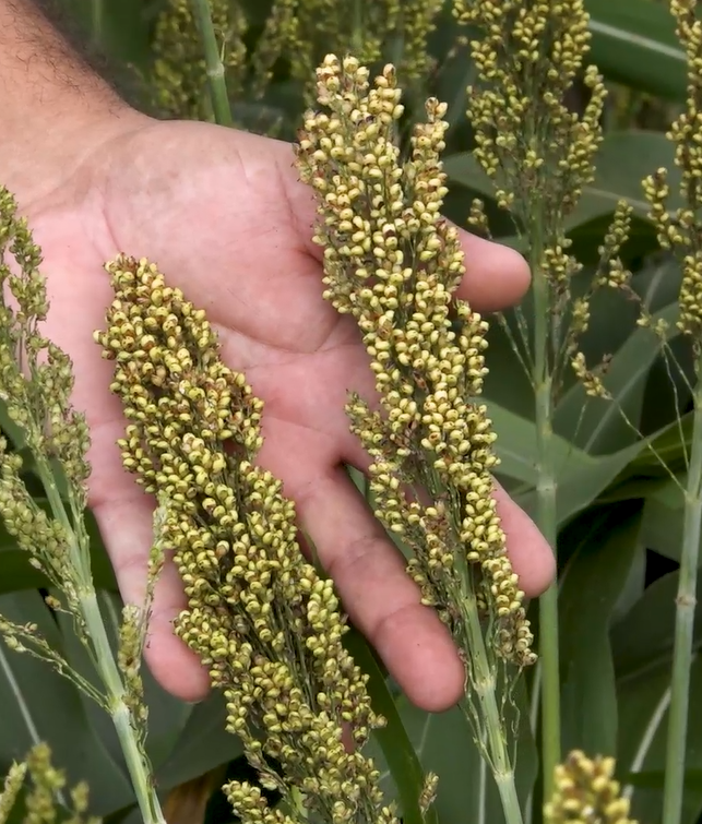 Sorgo tem potencial para ser mais que um “plano B” na estratégia dos produtores